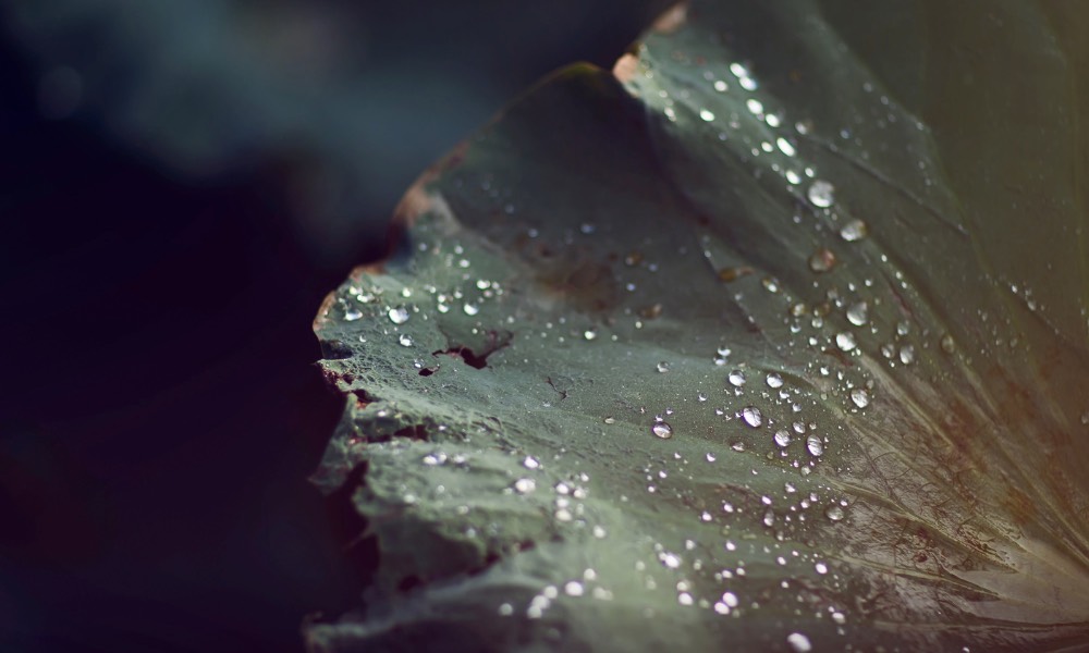 Water droplets on leaf essence of life