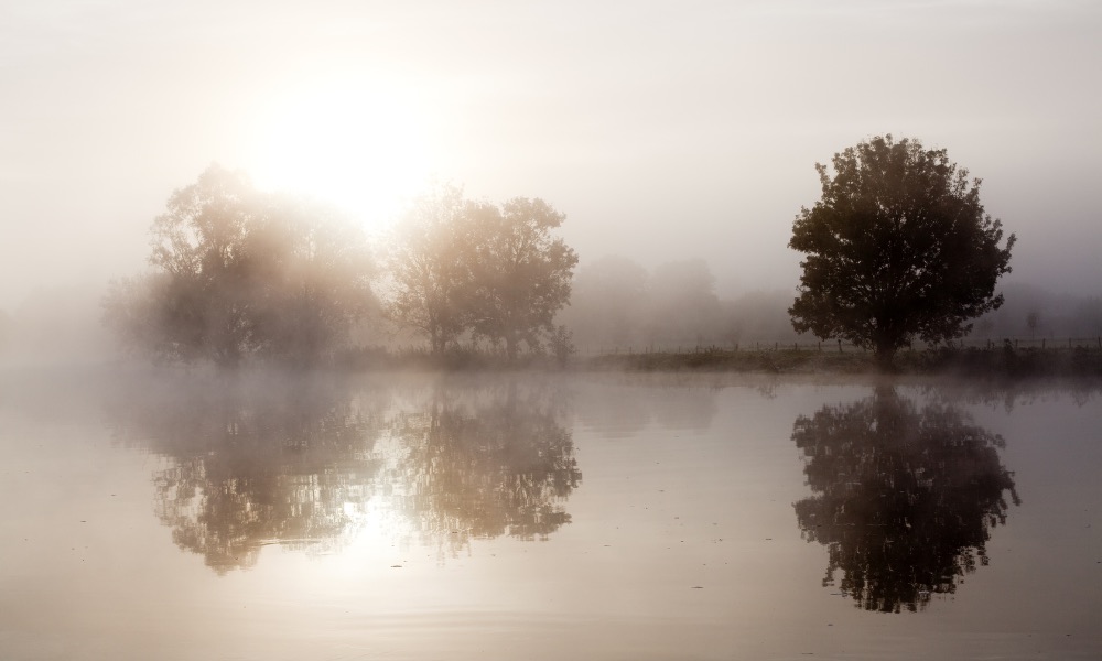 Silence Pause Fog around trees over lake