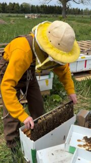 Spent yesterday searching for queen bees and tending the hives with Dave, the beekeeper. 🐝

We scanned through thousands of worker bees to find and mark the queen, while checking the health of the colonies.

The harmony and intelligence inside a hive are incredible to witness. Every bee serving a purpose. Every movement connected to the whole.

Nature keeps teaching the same lesson: approach life with calmness instead of force.

I used to own a business. I used to constantly strive for more. These days, my happy place is being connected to the earth — being present with what is, and communicating with plants and creatures.

This is why I started Yoga & the Bees — so more people can connect with nature, be outside, and witness the intelligence of these incredible beings. Check out dates in link in bio.

PSA: I didn’t get stung. 🤍

#beekeeping #beekeepers #yogaandthebees #sacredremembrance
