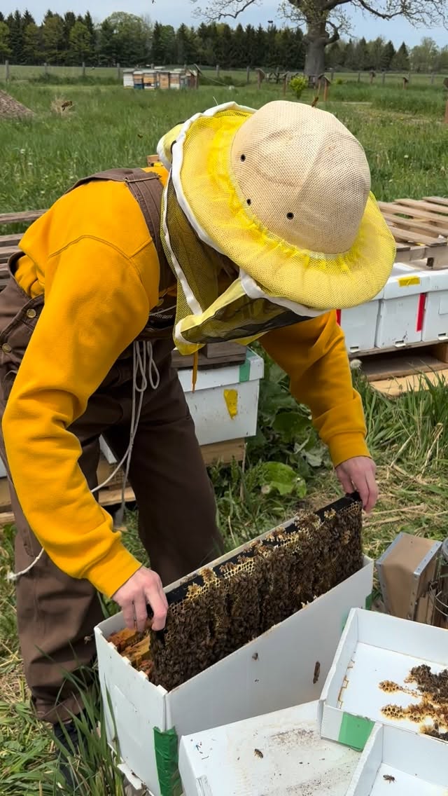 Spent yesterday searching for queen bees and tending the hives with Dave, the beekeeper. 🐝

We scanned through thousands of worker bees to find and mark the queen, while checking the health of the colonies.

The harmony and intelligence inside a hive are incredible to witness. Every bee serving a purpose. Every movement connected to the whole.

Nature keeps teaching the same lesson: approach life with calmness instead of force.

I used to own a business. I used to constantly strive for more. These days, my happy place is being connected to the earth — being present with what is, and communicating with plants and creatures.

This is why I started Yoga & the Bees — so more people can connect with nature, be outside, and witness the intelligence of these incredible beings. Check out dates in link in bio.

PSA: I didn’t get stung. 🤍

#beekeeping #beekeepers #yogaandthebees #sacredremembrance