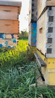 The bees have been teaching me…

Alongside teaching yoga full-time, I spend one day a week working at @backedbybees , and it’s quietly become one of the most meaningful parts of my life.

I worked with Dave, the beekeeper last summer.

I’ve been stung a few times.

- Once, when I got a little too confident.
- Once, when I moved from fear.

And each time… I learned.
The bees don’t respond well to rushing or reacting.
When I slow down, move with care, and stay present… there’s a kind of mutual respect.

And beyond that, they follow a rhythm we often forget.
They rest in the winter (or hunker down to vibrate to keep the queen bee warm).
They clear out what no longer serves.
They begin again.

No forcing. No rushing. Just trust.
And in the end, they make something sweet to be shared (honey).

This has been shaping how I live… and how I teach.

This summer, I’ll be offering Yoga and the Bees again - a space to reconnect with nature, your body, and a different pace of being.

If you’re curious, I shared more in my latest blog 🤍
And the Yoga & the Bees events are in my bio.

What has been teaching you lately?

#yogaandthebees #natureconnection #mindfulness #consciousliving #outdooryoga