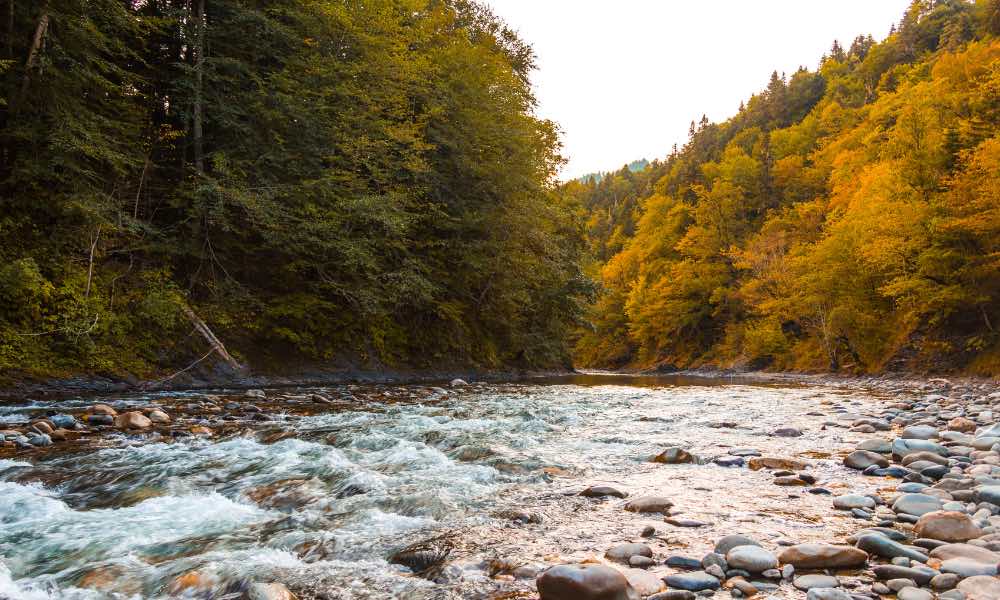 the salmon and the sacred